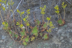 Dudleya stolonifera