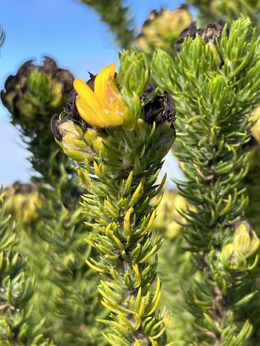 Image of Aspalathus capitata by (c) Charleen Brunke, some rights reserved (CC BY)