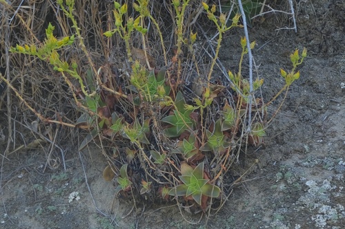 Image of Dudleya stolonifera by (c) Madeleine Claire, some rights reserved (CC BY)
