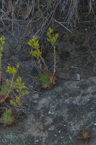 Image of Dudleya stolonifera by (c) Madeleine Claire, some rights reserved (CC BY)