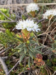 Rhododendron tomentosum