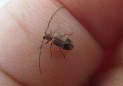 Exocentrus adspersus