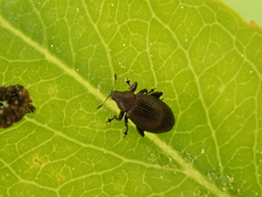 Rhamphus pulicarius