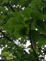 Cavanillesia platanifolia