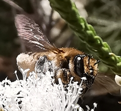 Megachile