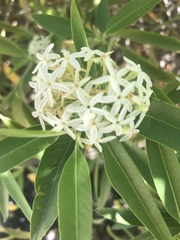 Vallesia