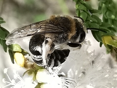 Megachile