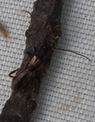 Molorchus umbellatarum