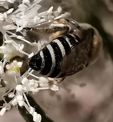 Megachile
