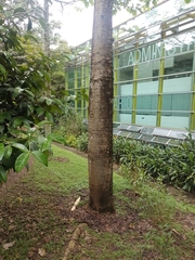 Cavanillesia platanifolia