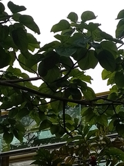 Cavanillesia platanifolia