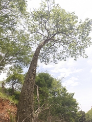 Pseudobombax septenatum