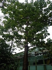 Cavanillesia platanifolia