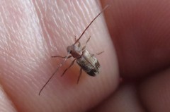 Exocentrus adspersus