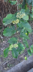Cissus verticillata