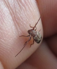 Exocentrus adspersus