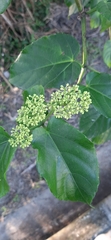 Cissus verticillata