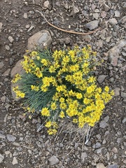 Erigeron linearis