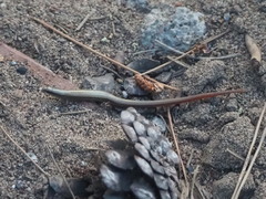 Ablepharus anatolicus