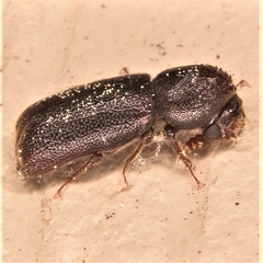 Amphicerus