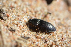 Selatosomus aeneus