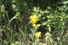 Erysimum odoratum