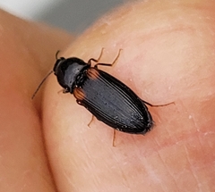 Calambus bipustulatus