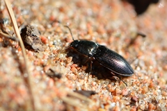 Selatosomus aeneus