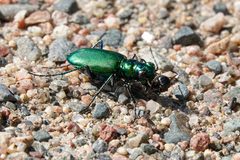 Cicindela denikei