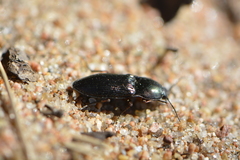 Selatosomus aeneus