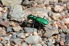 Cicindela denikei
