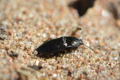 Selatosomus aeneus