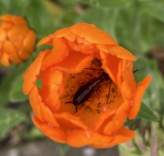 Forficula auricularia