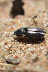 Selatosomus aeneus