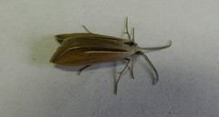 Doryodes spadaria