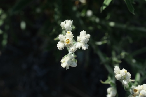 Image of Pseudognaphalium leucocephalum by (c) Madeleine Claire, some rights reserved (CC BY)