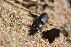 Selatosomus aeneus