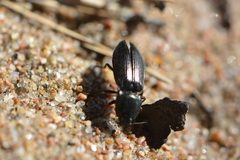 Selatosomus aeneus