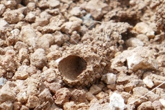 Diadasia bituberculata