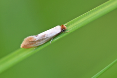 Tinea semifulvella