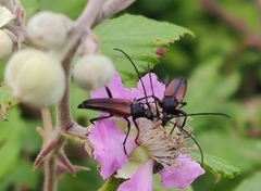 Stenurella melanura