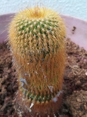Parodia