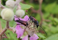 Stenurella melanura