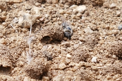 Diadasia bituberculata