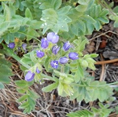 Polemonium californicum