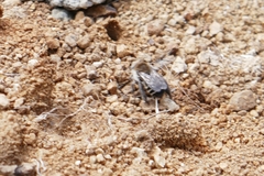 Diadasia bituberculata