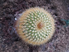 Parodia