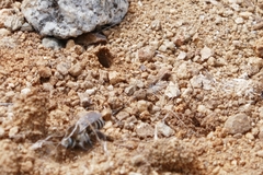 Diadasia bituberculata