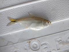 Serrapinnus piaba