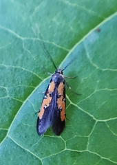 Chrysoclista linneella